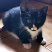 RON - europäische Kurzhaarkatze - 12 Wochen - Tierhilfe-. Franken e. V.