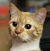 COOKY - europäische Kurzhaarkatze - 1 Jahr - Tierhilfe-Franken e. V.