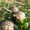 Maurische Landschildkröten Schildkröten NZ 2023