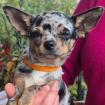 LKITTLE RESI - Chihuahua - 4 Monate - Tierhilfe-Franken e. V.