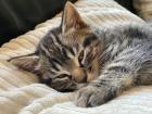 2x Bkh/Mau Mix Kitten abzugeben
