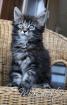 Zauberhafte Maine Coon Kitten abzugeben
