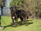 Mayla mögl. Flat Coated Labrador-Groenendael -Mischling weiblich geb. ca. 2/2