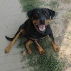 ROTTI-MÄDCHEN 1 5 J sucht liebevolles ZUHAUSE