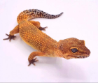 Leopardgecko Manderine Tangerine Weibchen von 2022