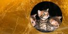 BERLINGOLD Bengals hat noch zwei kleine Kittens zu vergeben