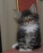 Maine Coon Katerchen Damon