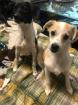 Snoopy - lieber verschmuster Familienhund