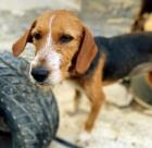 Sally sucht ein passendes Zuhause