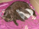 4 Traumhafte BKH Kitten aus liebevoller seriöser Hobbyzucht