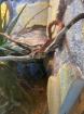 0 1 Pantherophis guttatus