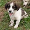 Snoopy - ein sanfter Charakter