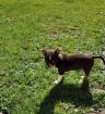 Chihuahua Welpe mit Ahnentafel
