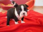 Süßer Boston Terrier Welpen zu verkaufen 8 Wochen alt - Rüde