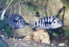 Zebrabuntbarsche zu verkaufen