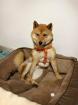 Kaneki - Shiba Inu-Mischling - lieb verträglich