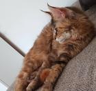 Maine Coon Braun Tortie