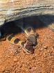 Junge Leopardgeckos abzugeben