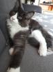 Maine Coon Kitten mit Stammbaum