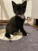 Hauskatze