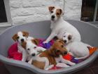 Parson Jack Russell Welpen