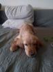 Welpe Cocker Spaniel