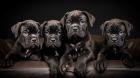 Schöne Deustch Cane Corso Welpen mit VDH Papiere suchen ein liebevolles zu Hause zap 01551016871
