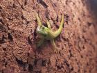 Madagaskar Taggeckos Phelsuma Grandis Jungtiere