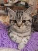Zauberhafter kleiner BKH Kater mit Ahnentafel geimpft entwurmt gechipt kastriert aus HCM PKD