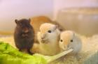 Vergebe Rennmausnachwuchs Männchen Weibchen