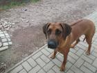 Ridgebackhündin aus familiären Gründen zu verkaufen