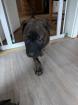 Holländischer Schäferhund x Malinois Welpen