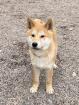 Tamiko - Shiba Inu-Mischling - lieb verspielt