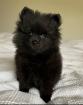 Pomeranian Zwergspitz Welpen