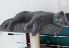 Bkh-Faltohrkater Scottishfold