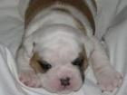 English und old english bulldog welpen abzugeben