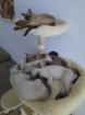 Tonkanesekitten Burma Siam