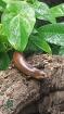 1 2 Lygosoma corpulentum