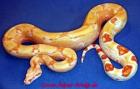 Boa constrictor albino sharp albino DNZ 2022 und 2022