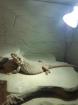 Bartagame Hypo Zero female / weiblich