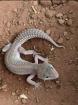 0. 1 Blizzard Het Diablo Blanco Leopardgecko Weibchen Enz 22/ Übergabe Houten oder Hamm möglich