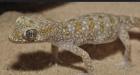 7 Stenodactylus sthenodactylus - Dünnfingergeckos mit Terrarium