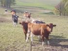 Kennen Sie Colostrum