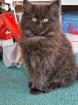 Maine Coon / BLH Kitten suchen ab jetzt eine Familie