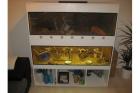 Terrarium incl Farb Mäuse Leopardgeckos u. Zubehör