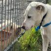 Aramis - sucht unverschuldet ein neues Zuhause