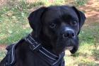 BLACK ABBY - Boxer-Mix - 5 Jahre - Tierhilfe-Franken e. V.