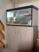 Wegen Platzmangel komplettes Aquaterrarium mit Molchen zu verkaufel