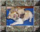 Chihuahuas