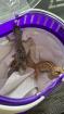 2 Leopardengeckos abzugeben